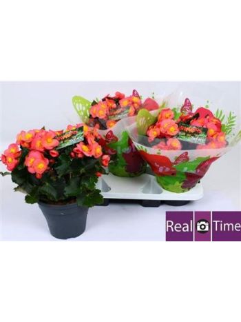 BEG HL BELOVE PEACH