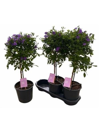 SOLANUM RA BLUE FOUN TÖRZSES