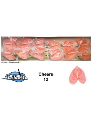 ANTH A CHEERS *12 - %