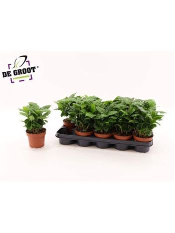 COFFEA ARABICA