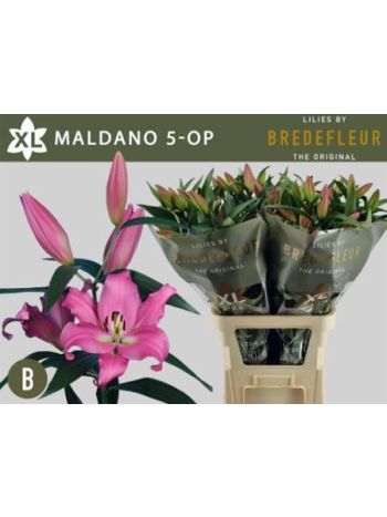 LI OT MALDANO 100CM