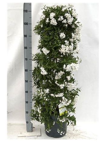 SOLANUM JASMINOIDES