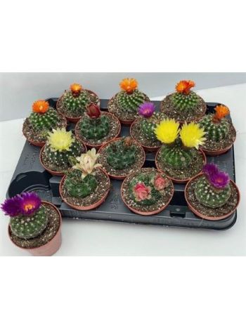 CACTUS EXTRA VIRÁGOS