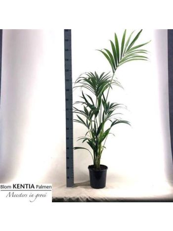 HOWEA FORSTERIANA