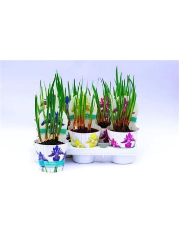 IRIS SIBIRICA POTCOVER