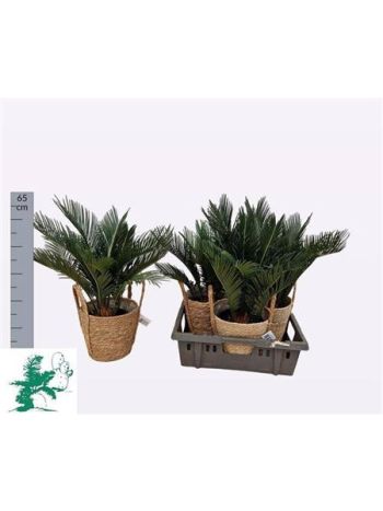 CYCAS REVOLUTA KOSARAS