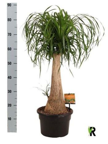 NOLINA BEAUCARNEA RECUR