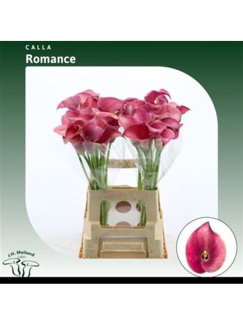 ZANT CAPT ROMANCE 65CM - %