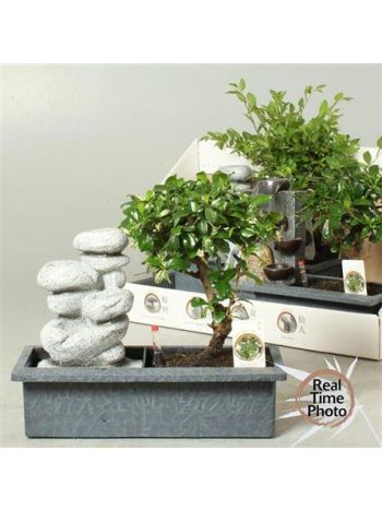 BONSAI GEM CSOBOGÓS