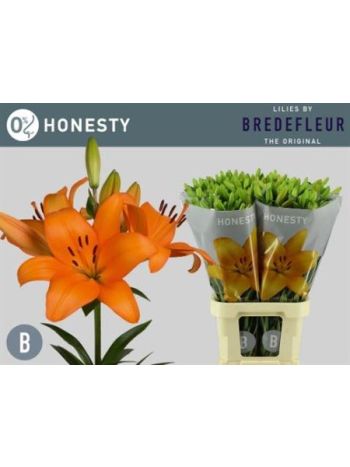LI LA HONESTY 90CM