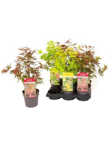 ACER PALMATUM