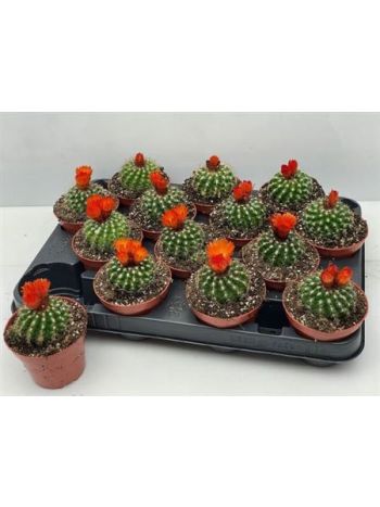 CACTUS MAMMILARIA VIRÁGZÓ