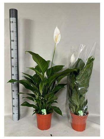 SPATH SWEET LAURETTA