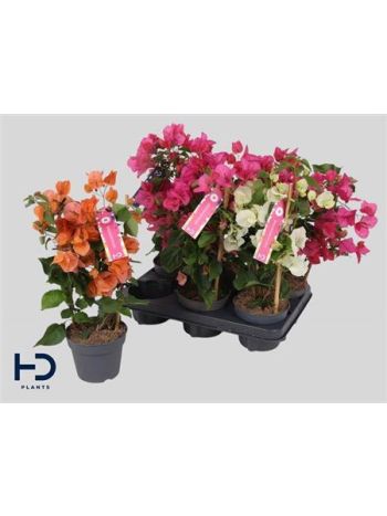 BOUGAINV MIX
