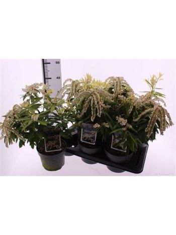 PIERIS FLORIBUNDA