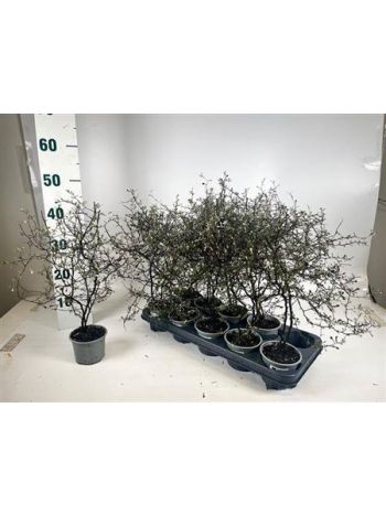 COROKIA COTONEASTER
