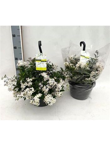 SOLANUM JASMINOIDES