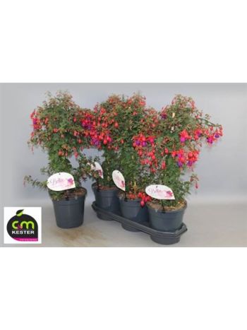 FUCHSIA TÖRZSES 1