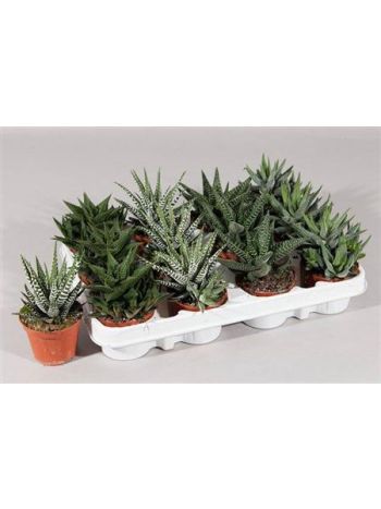 HAWORTHIA GEM