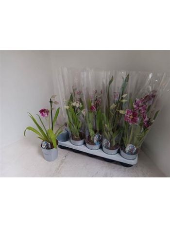 MILTONIA MIX