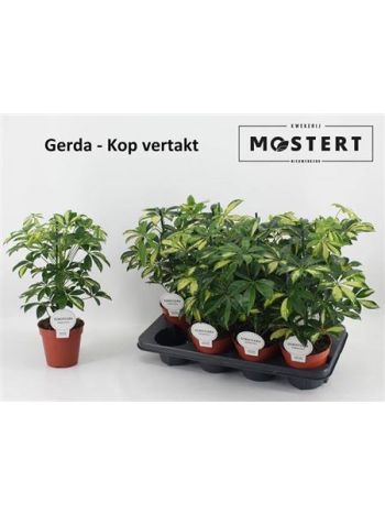 SCHEF AR GERDA