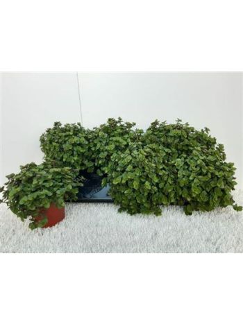 CALLISIA REPENS