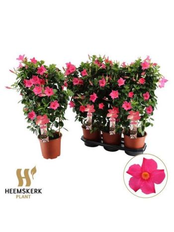MANDE SUMMERST PINK