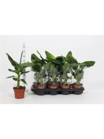 MUSA TROPICANA