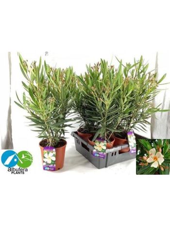 NERI OLEANDER