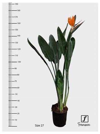 STRELITZIA REGINAE