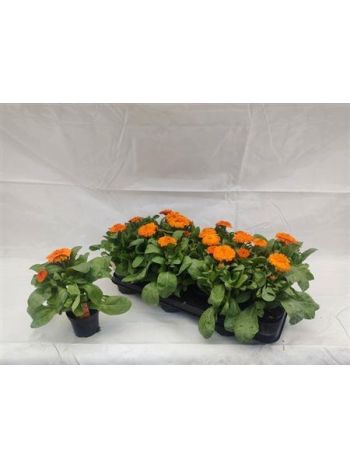 CALENDUL OFFICINALIS