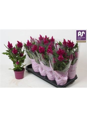 CELOS DEEP PURPLE