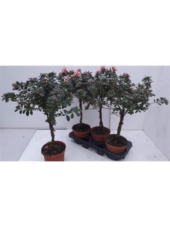RHODO SI TÖRZSES