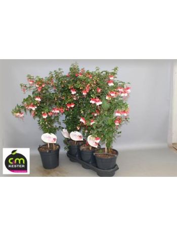 FUCHSIA TÖRZSES