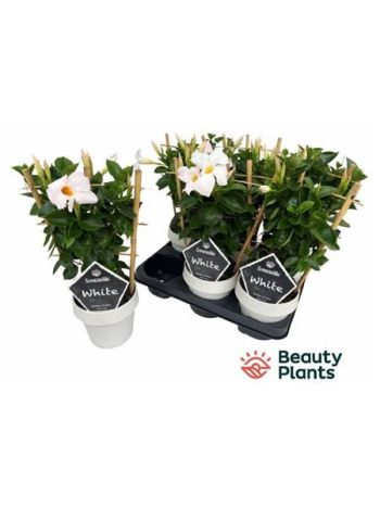 MANDE SUN WHITE