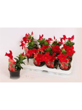 MANDE RIO PETITE RED
