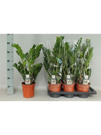 ZAMIOCULCAS ZAMIIFOL