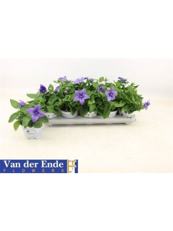 PLATYCO GR PST BLUE