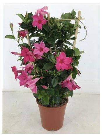 MANDE SUN PINK