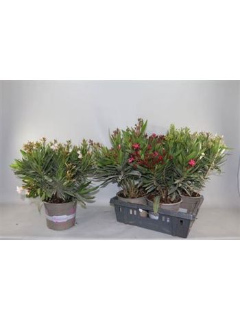 NERIUM OLEANDER OV