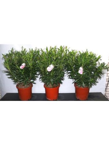 NERIUM OLEANDER OV