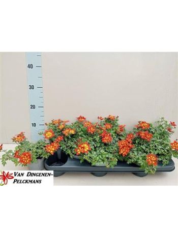 BID SOLAIRE STAR NARANCS