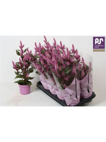 CEL MERIDA PINK
