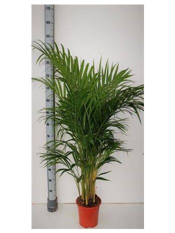 DYPSIS LUTESCENS