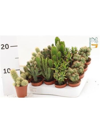 CACTUS GEM