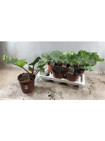 RHEUM RHABARBARUM