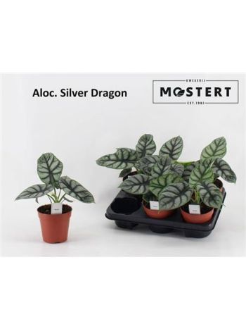 ALOC SILVER DRAGON