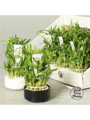 DRA LUCKY BAMBOO
