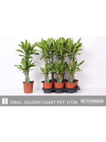DRA FRAG GOLD COAST 2 TÖRZSES