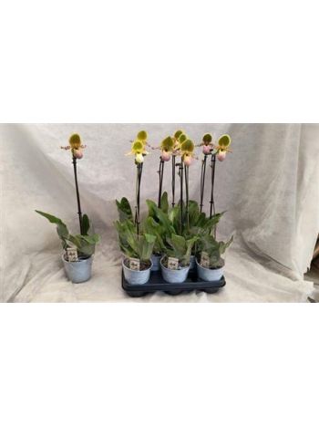 PAPH MULTIFLOWER GEM